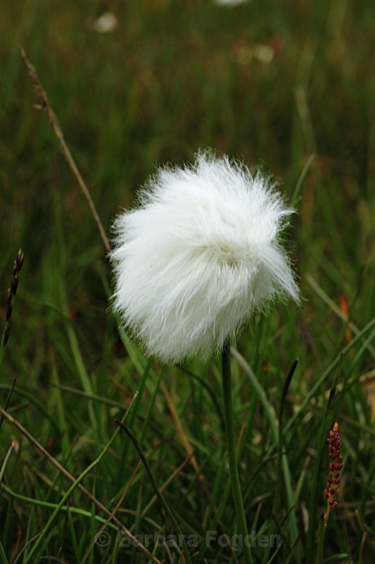 Arctic Cottongrass 3020 - Summer time