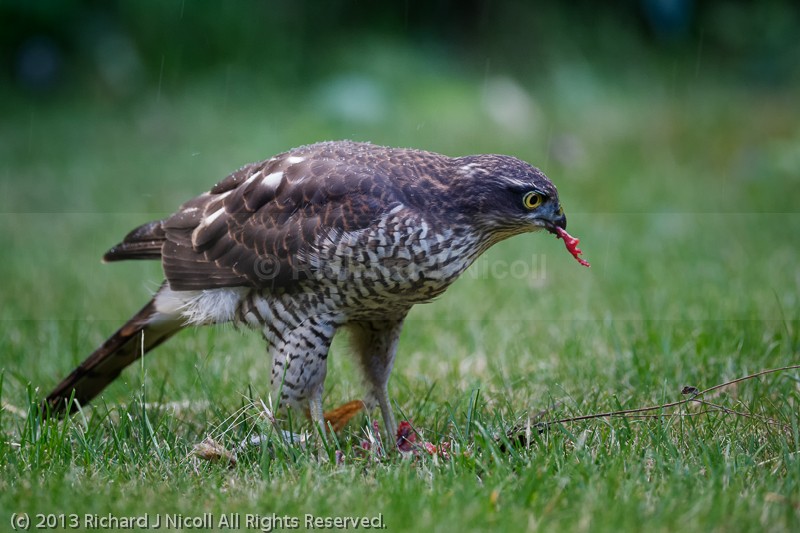 Sparrowhawk (Accipiter nisus) juvenile with prey - Sparrowhawk (Accipiter nisus)