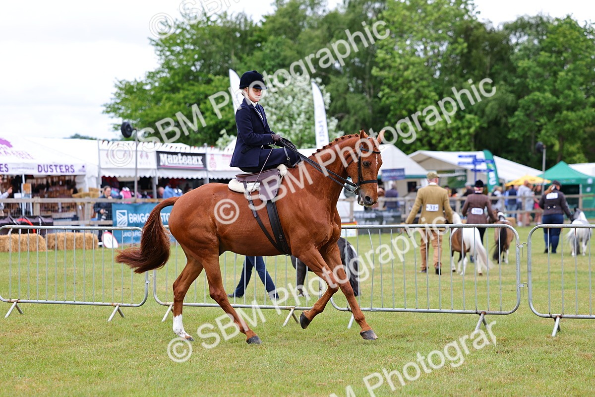 SBM_02728 - Class 9-11 Side Saddle including LIHS Rising Star Ladies Show Horse