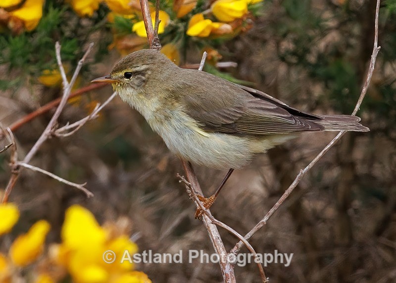 Astland Photography, Bird and Wildlife Images, Susan and Peter Wilson, U.K.