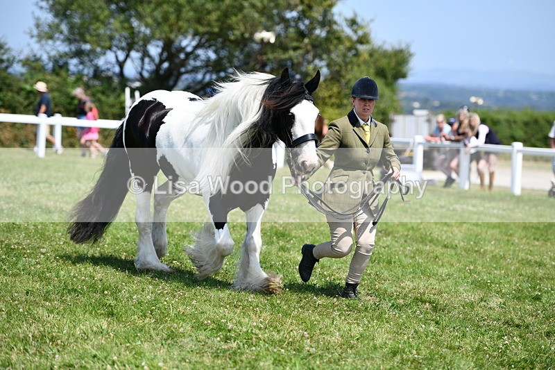 DSC_7756 - Class 64: Coloured Pony 4yrs & over