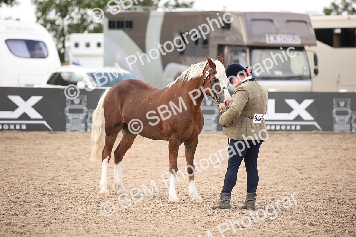 SBM_08235 - Class 27 - IH Competition Horse-Pony