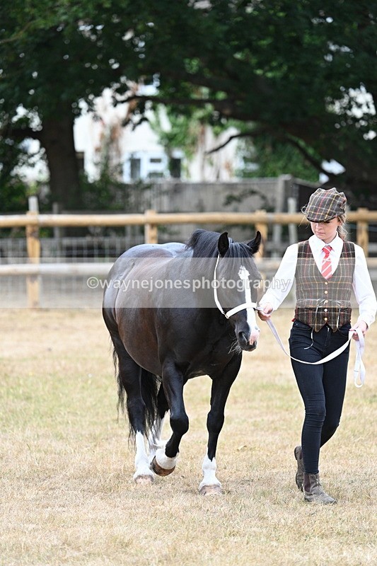 WJ7_8081 - Class 4 Prettiest Mare up to 14.2hh