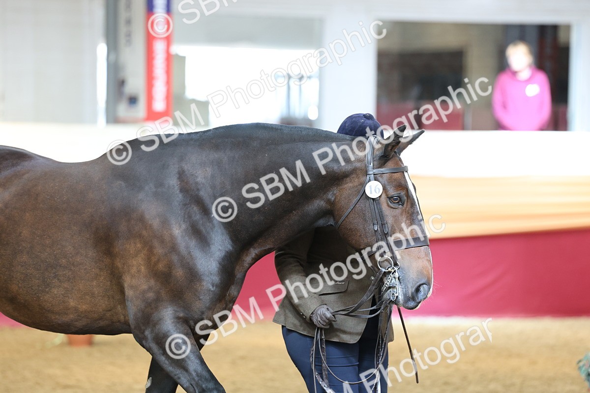 SBM_23384 - Class 903 - Supreme Final - IH Pre Vet