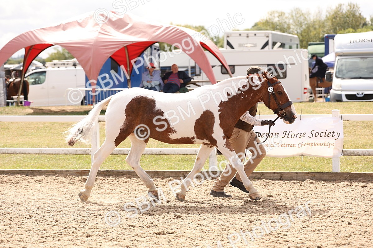 SBM_15359 - Class 210- IH Show Horse