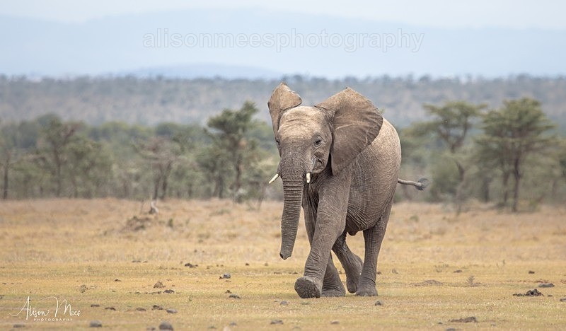  - African Safaris