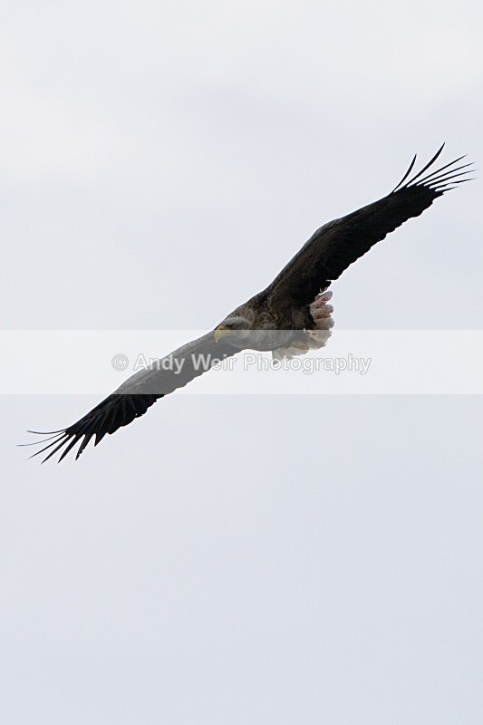 20120529-_MG_9127 - White Tailed Eagle