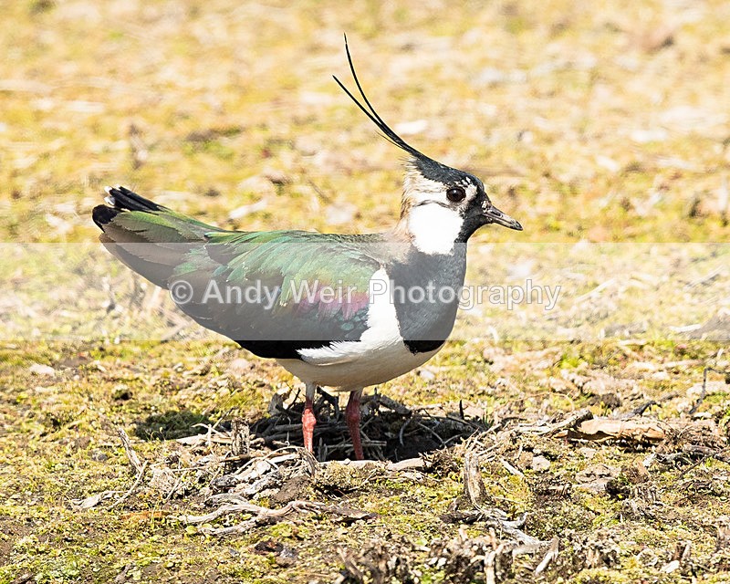 20150420-8E0A8636 - Lapwing