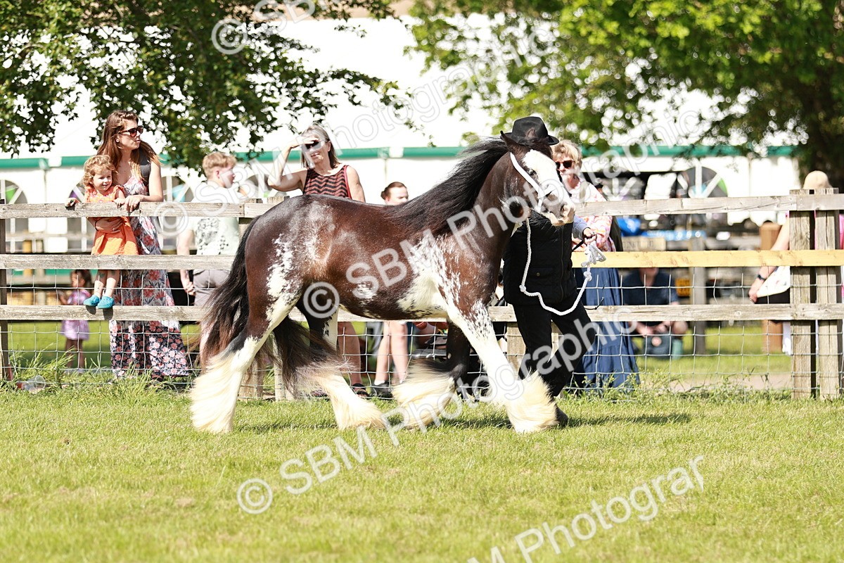 SBM_08545 - Class 63-65 - Traditional Gypsy Cobs In Hand & Ridden
