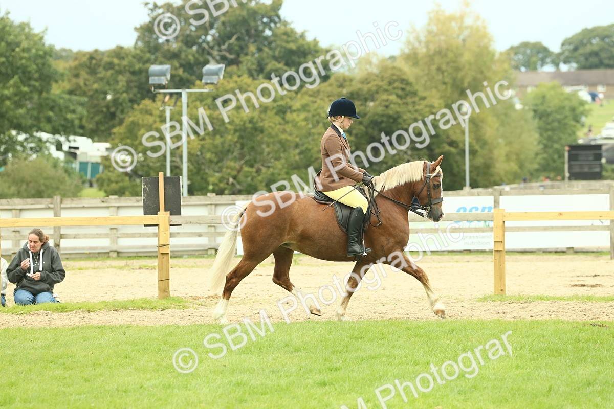 SBM_72057 - S60 - Mountain & Moorland Ridden Large Breeds