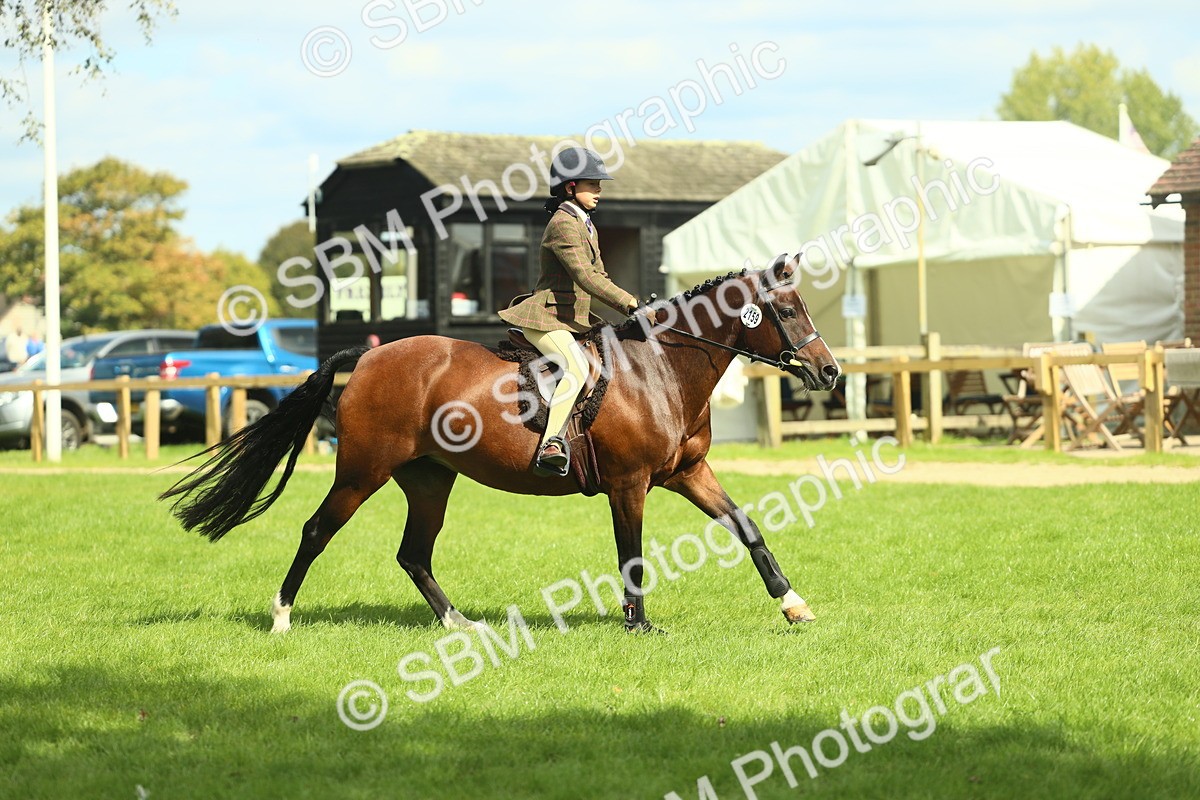 SBM_44588 - S31 - Working Hunter Pony