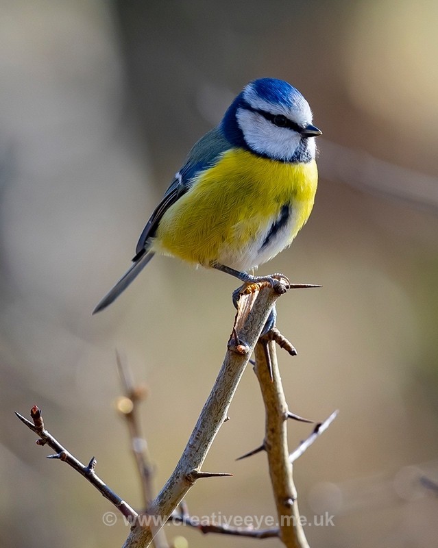 No.0040. Blue Tit - Animal world