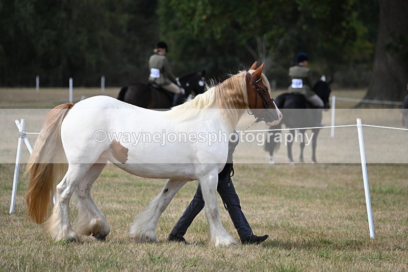 WJ6_6432 - Class 20 In-hand Cob