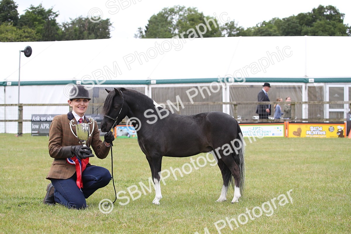 SBM_03569 - Class 23-25 - British Miniature Horse of the Year