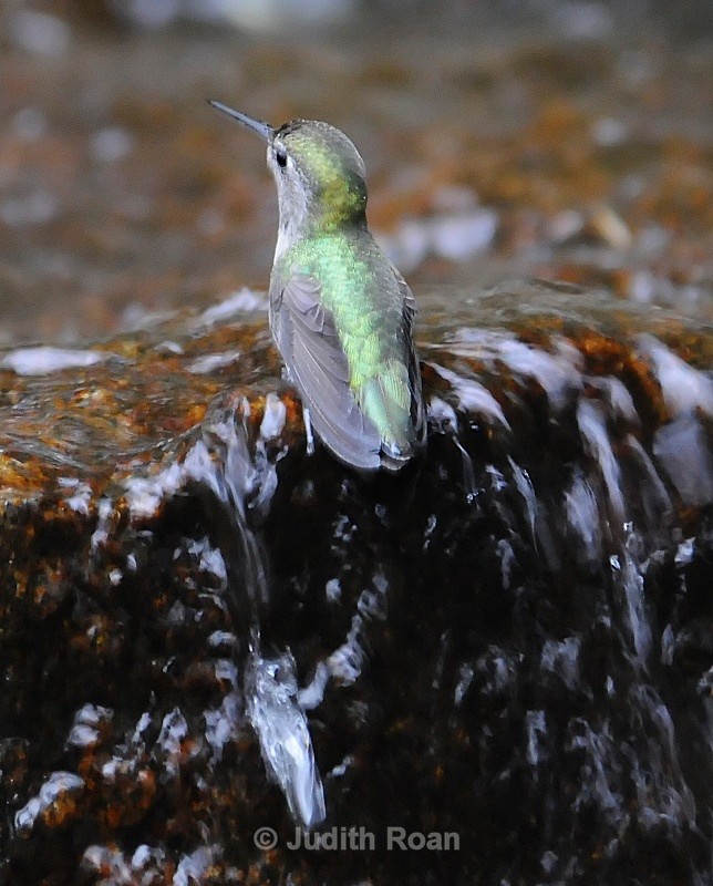 Anna's Hummingbird - Backyard Bathing Birds