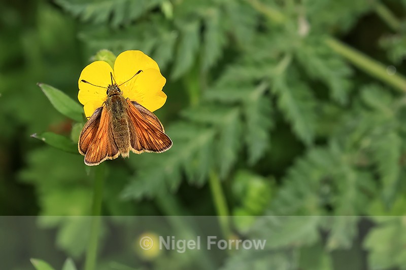 Large Skipper feeding on buttercup, Yorkshire Wolds, UK - INSECTS