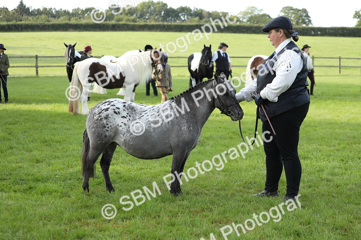 SBM_60935 - S43 - Coloured Pony In Hand
