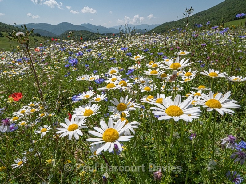Weeds of cultivation Apennines Italy. scarlet field poppies (Papaver rhoeas), blue cornflowers (Centaurea cyanus) white ox-eye daisies( Leucanthemum vulgare, white field chamomile (Anthemis arvensis)  - Flowers in the Landscape - 2