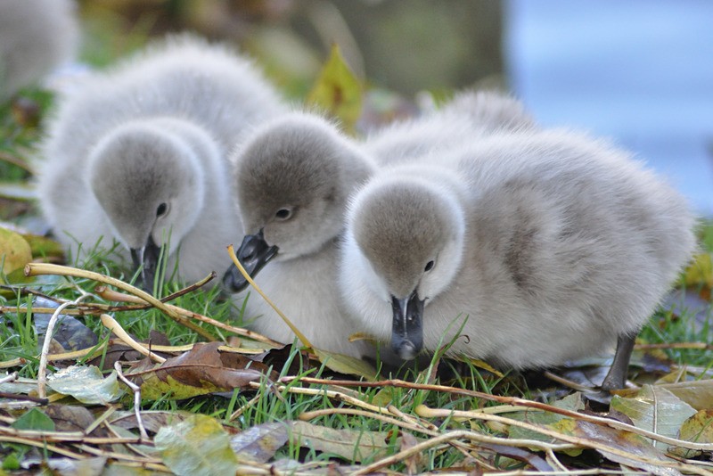Three cute Black Swan Cygnets at Dawlish - Dawlish (mainly black swans)