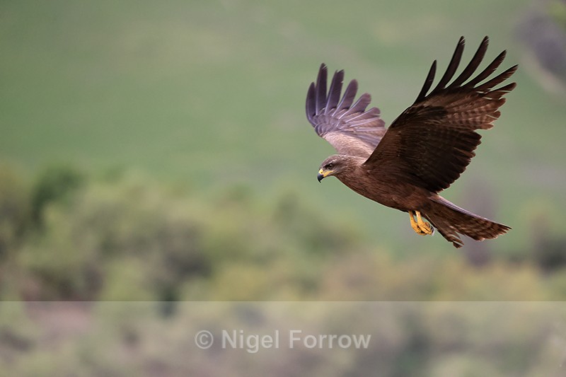 Black Kite hovering side view, Catalonia, Spain - Black Kite