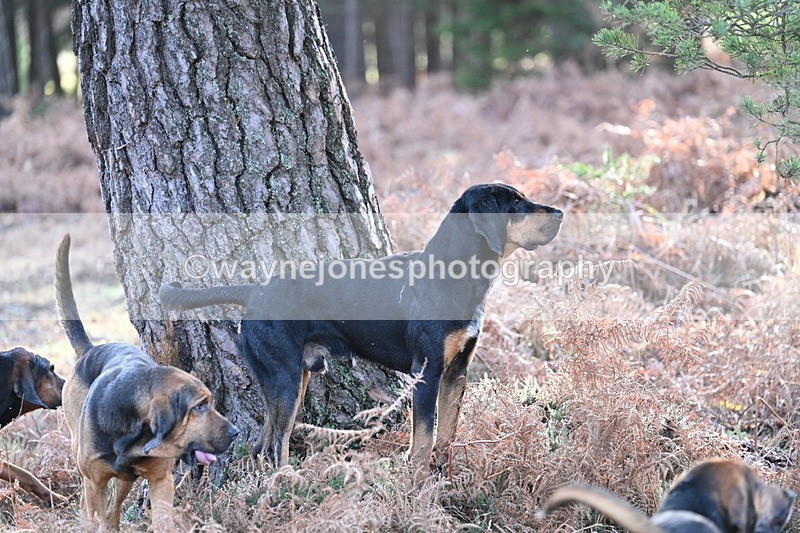 WJ7_7590 - Line 3 (no line 4 or 5)