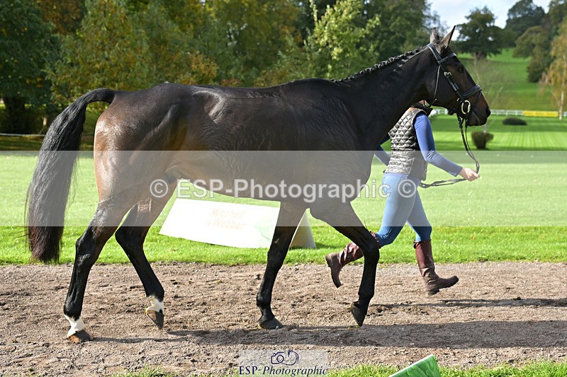 241023-132850-00318 - 051-Tommy.Greengard-BALLADEER.KILBRICKENS.LAD