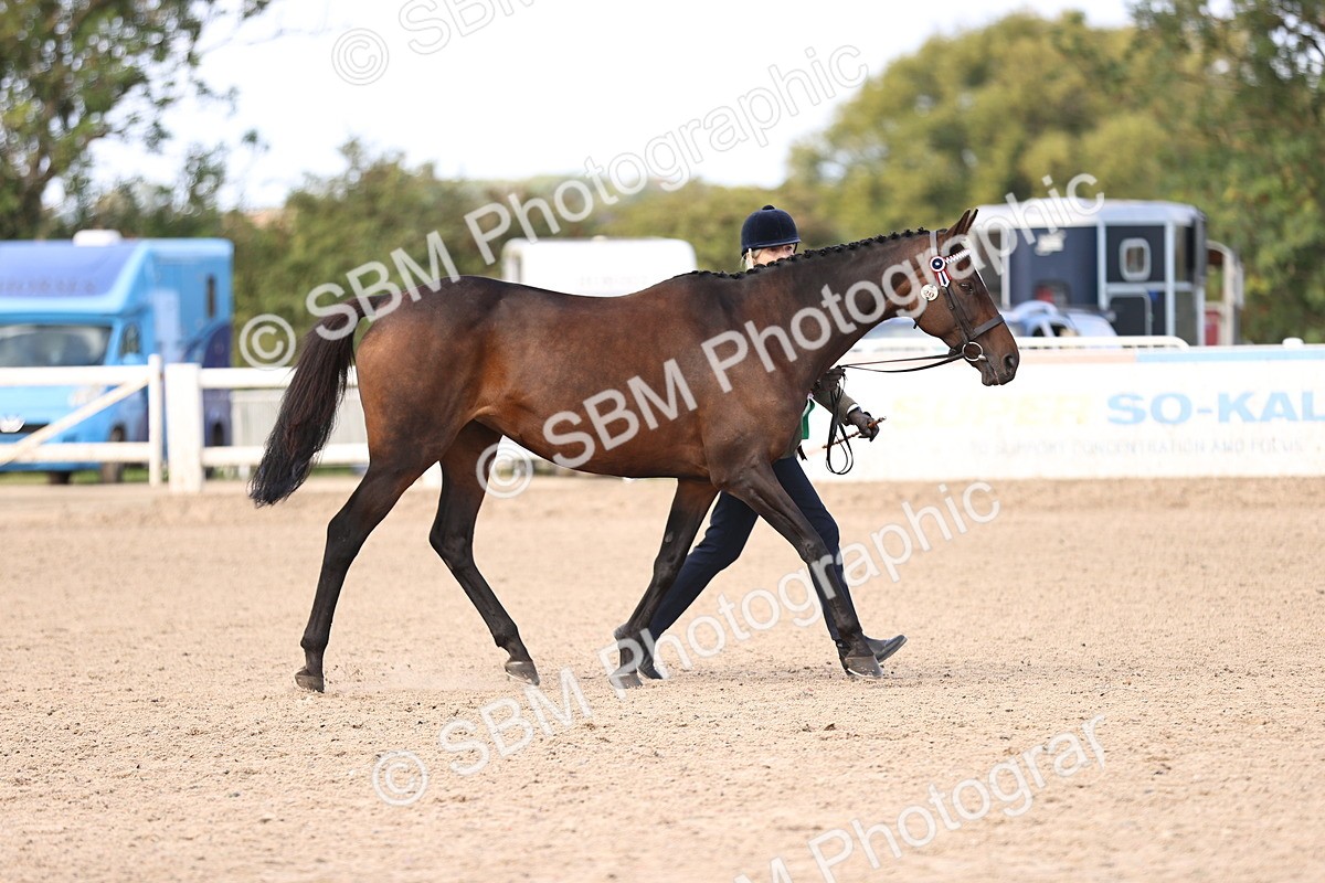 SBM_11571 - Class 407 - IH Hack-Riding Horse