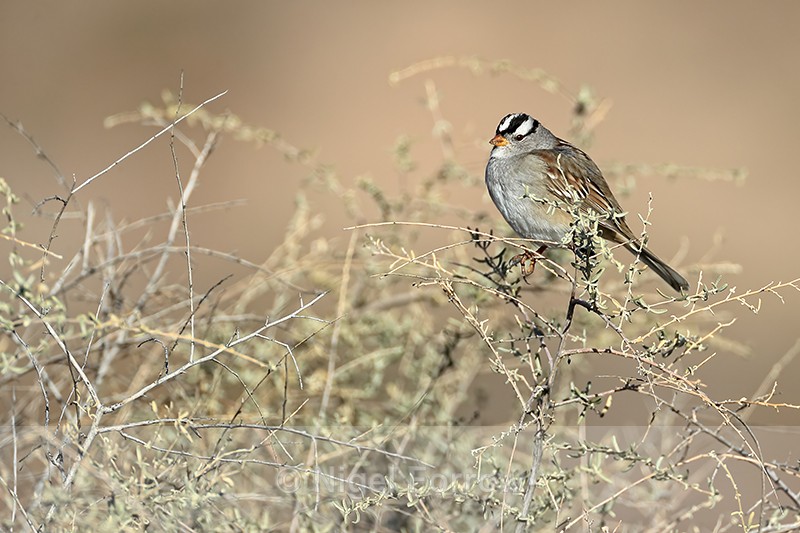 White-crowned Sparrow, Bosque del Apache, New Mexico, USA - White-crowned Sparrow