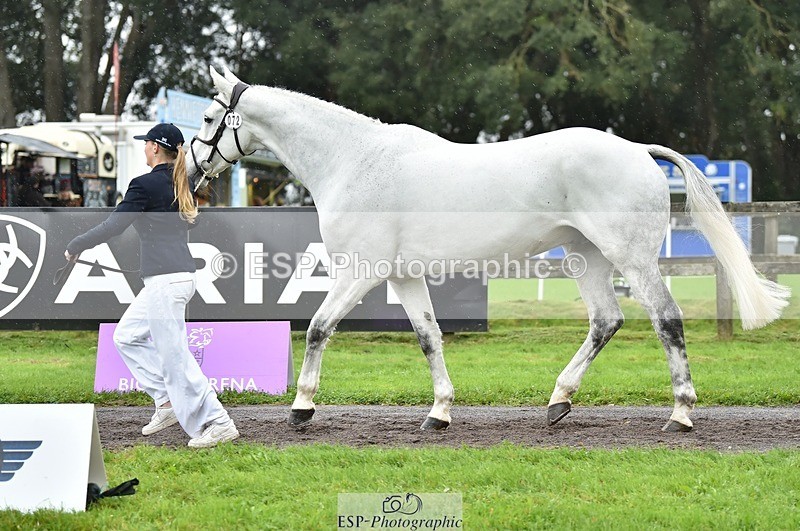 231018-125126-00576 - 072-CARROW.IROKO-Alice.England-TrotUp