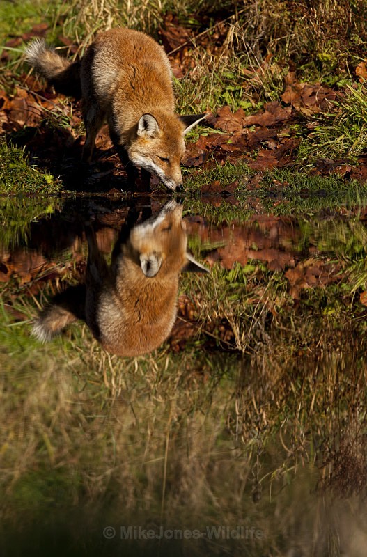 RED FOX 5 - THE RED FOX PORTFOLIO No 1