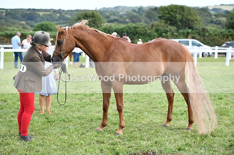 DSC_8516 - Class 69: Pure, Anglo & Part Bred In Hand Arab