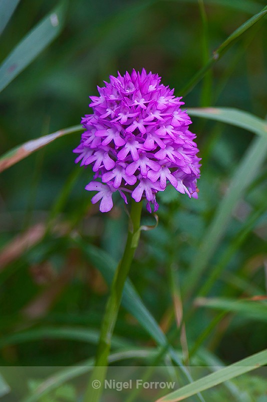 Pyramidal Orchid - PLANTS