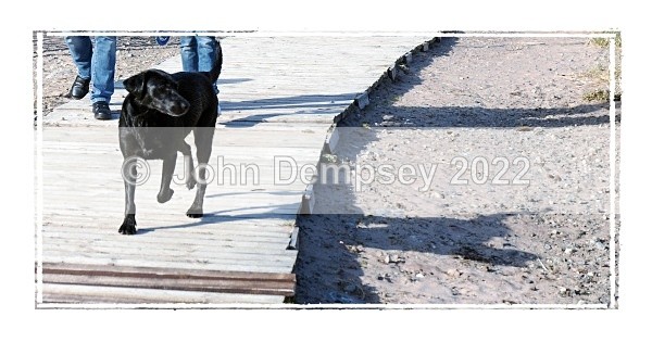 Georgina 7 - Walking the Dog