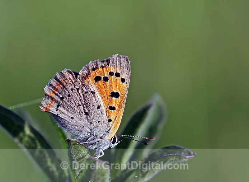 Lycaena phlaeas - Butterflies & Moths of Atlantic Canada