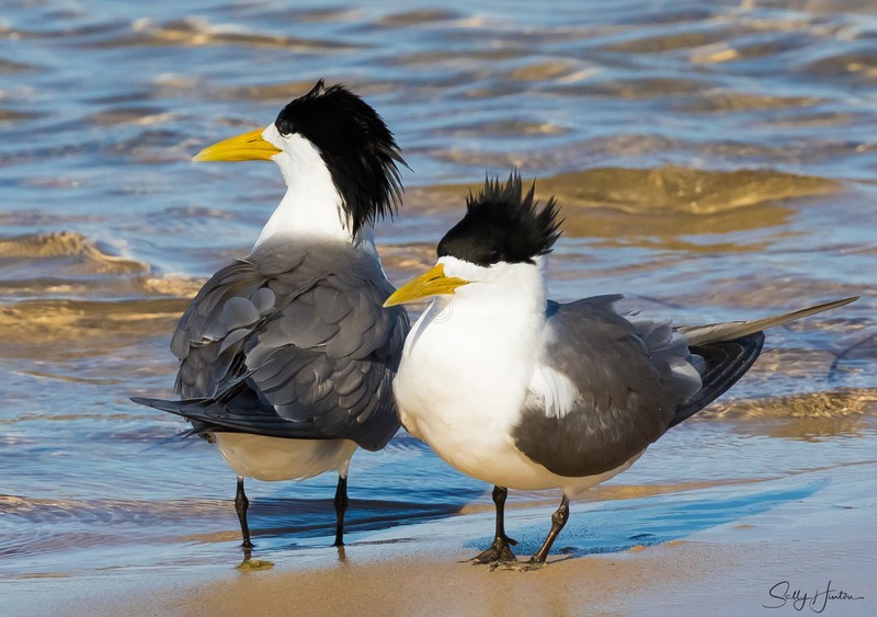 Breeding Pair 6