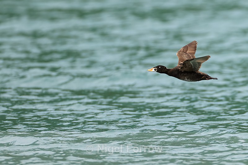 Surf Scoter (male) in flight, Prince William Sound, Alaska - Surf Scoter