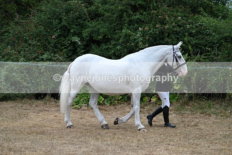 WJ7_8623 - Class 4a Prettiest Mare 14.2hh and over