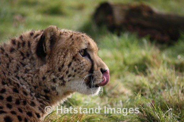 Cheetah - nature