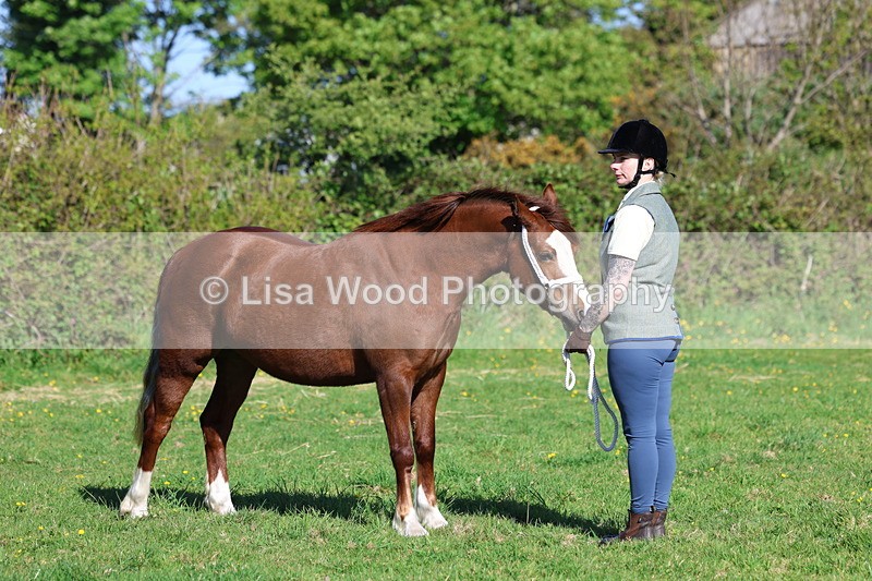 3E7A8631 - Class 13: M & M Large Breeds