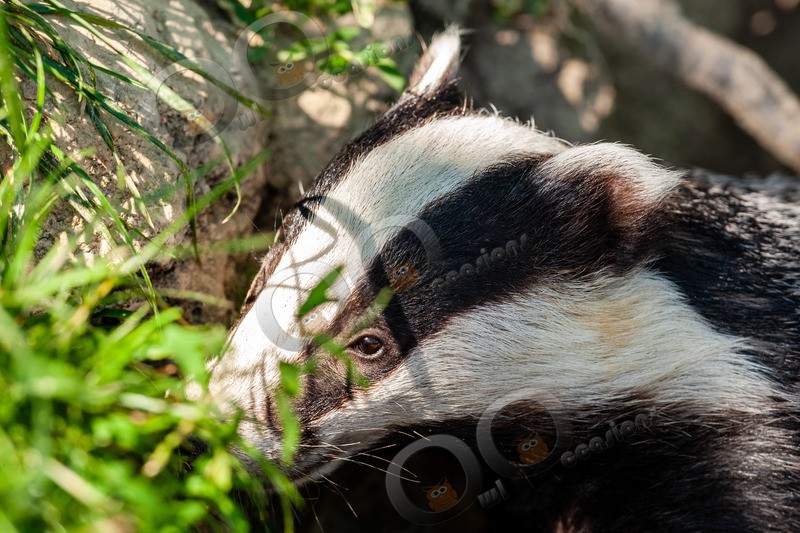 badger Meles meles-6547 - UK Wildlife