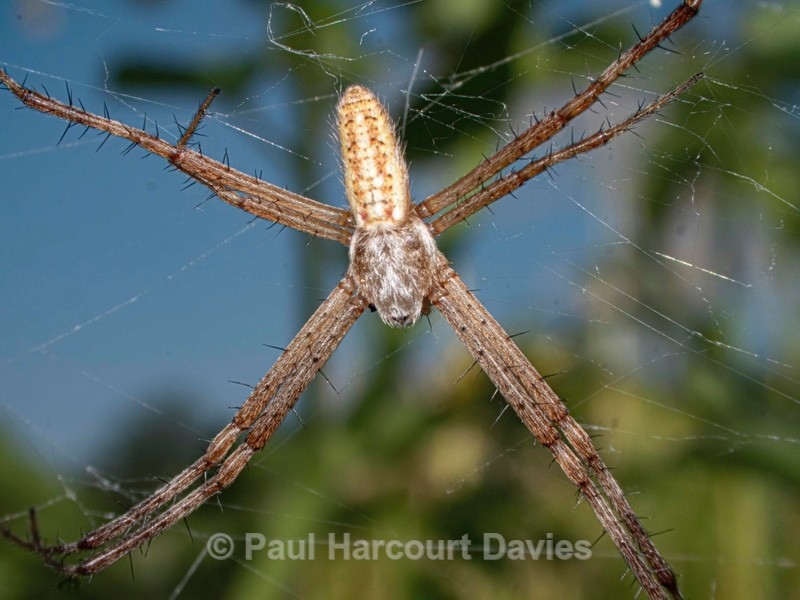 Argiope bruennichi (orb web spider) ♀ - Insects, Spiders and other Animals