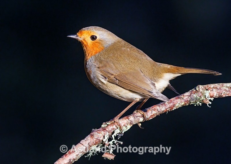 Robin - Latest Images