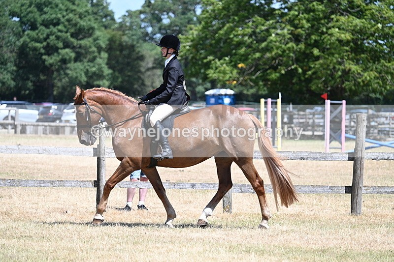 WJ7_2796 - Class 7 Riding Club Show Horse
