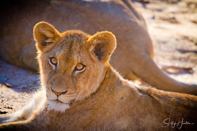Lion Cub 1