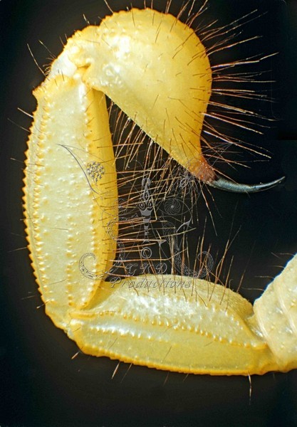 Common Scorpion Stinger - Calif. USA - ANIMALS