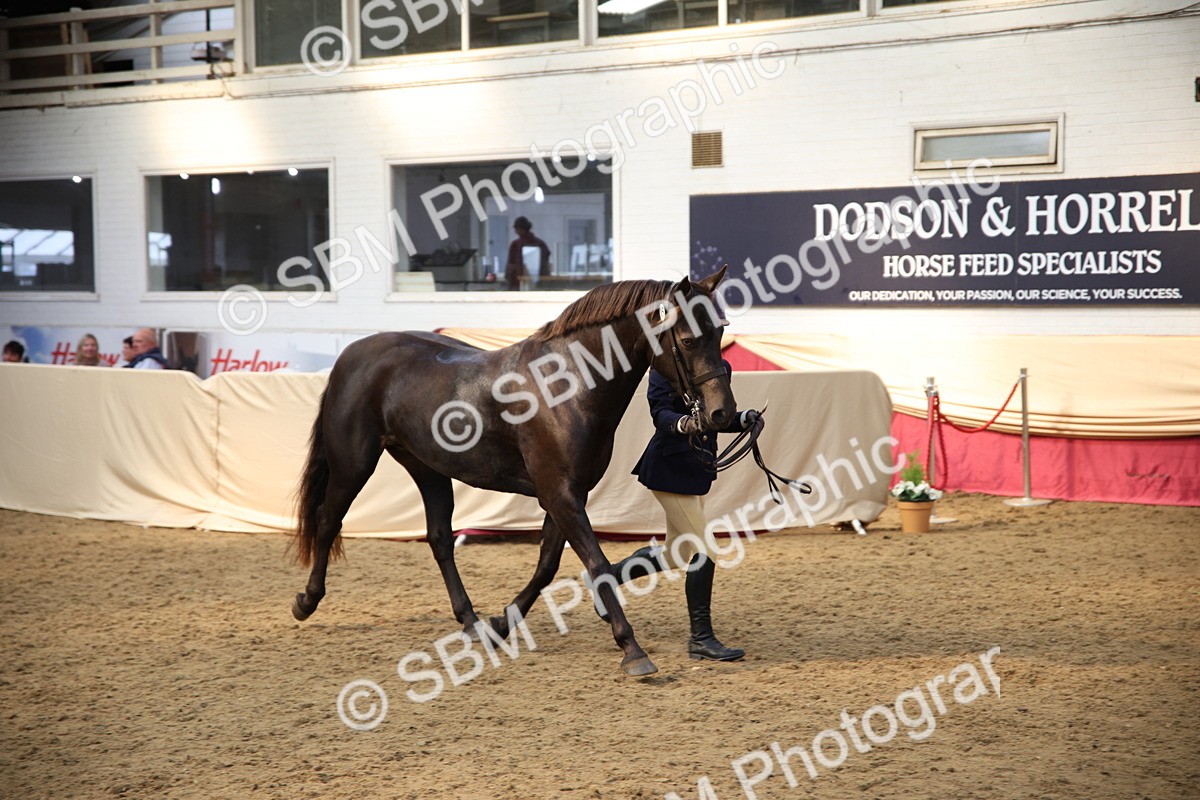 SBM_24768 - Class 906 - Supreme Final - Ridden Pre Vet