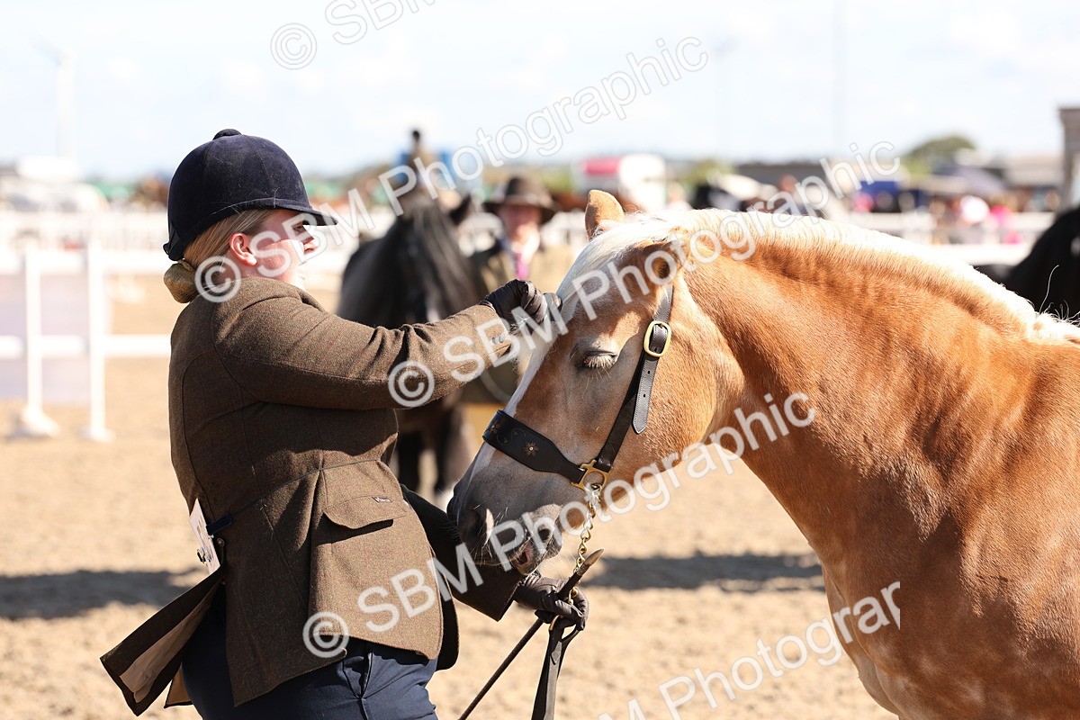 SBM_12957 - Class 206 - IH Non Show Type Pony