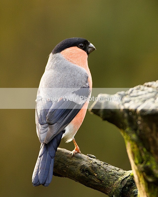 20111112-_MG_7530 - Bullfinch