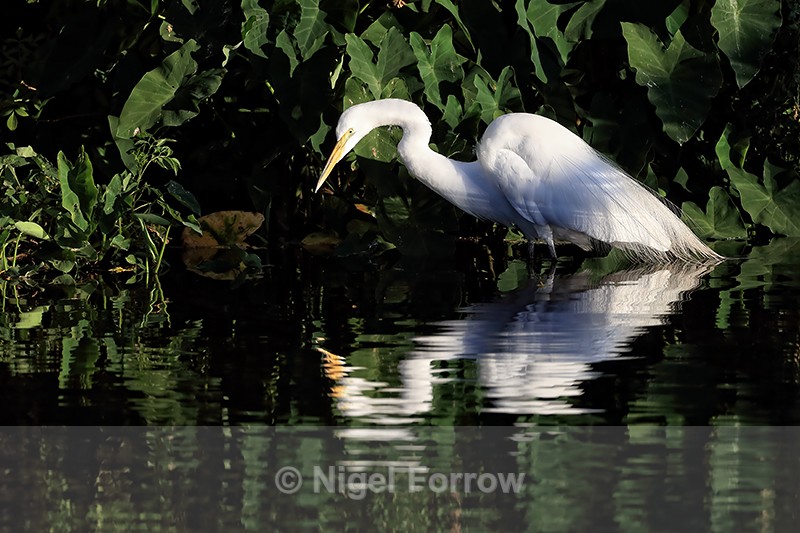 Great Egret hunting early morning, Gatorland, Florida - Great Egret