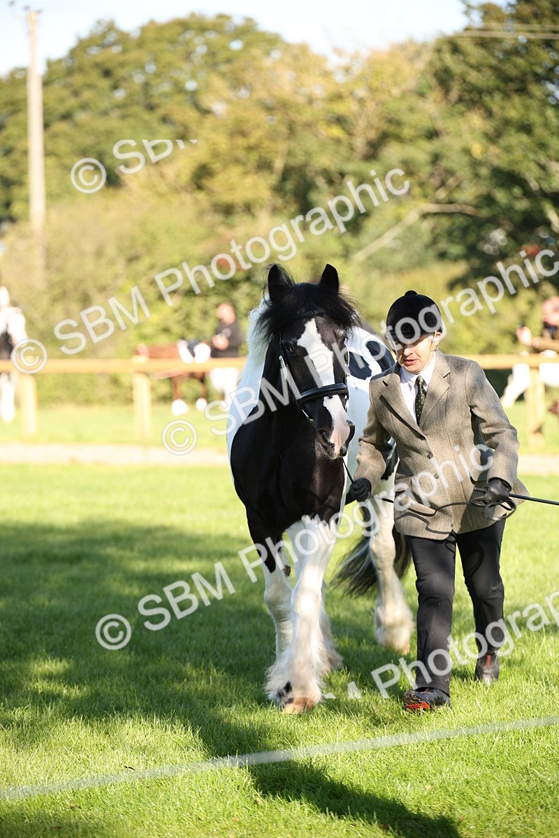 SBM_36556 - S10 - Best In Hand Horse & Pony